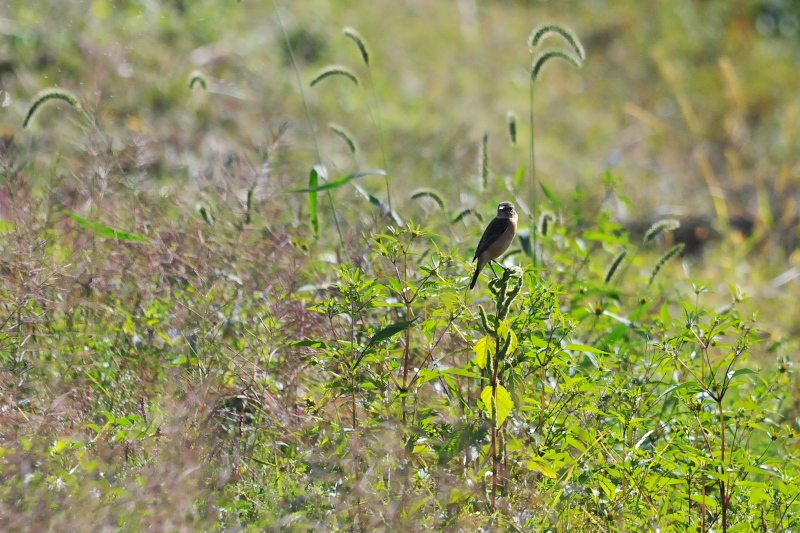 ノビタキ （１２態-4）　大谷川　八幡市　2015/10/07 - 2015/10/16　Photo by Takase