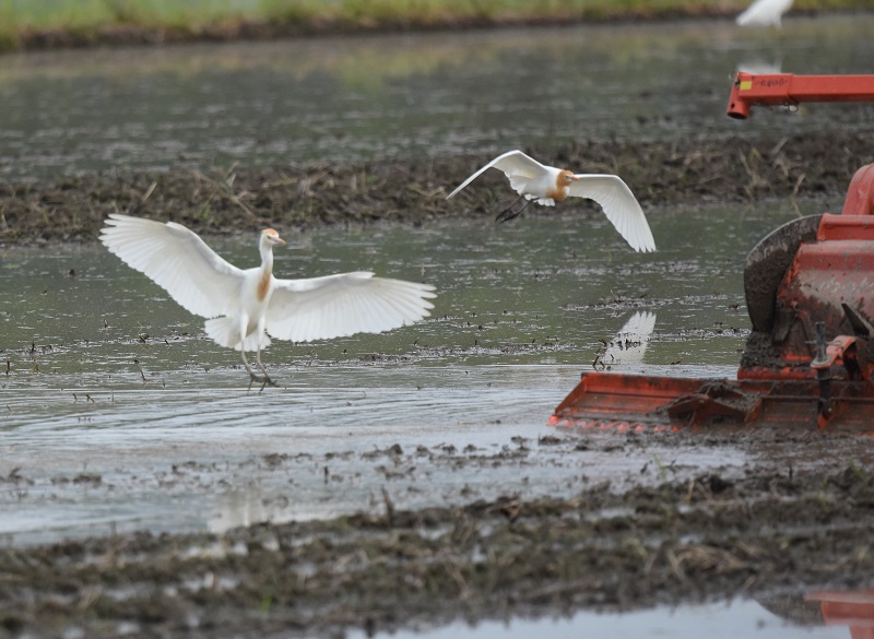 アマサギ　（４態-3）　戸津　八幡市　2016/06/11　Photo by Hayashi
