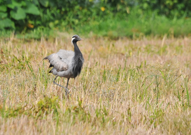 アネハヅル　成鳥　（５態-1）　福井県　2016/07/10　Photo by Takase