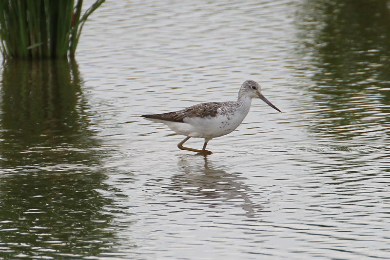 アオアシシギ (参考) 2014/08/27 Photo by Manda アオアシシギ (参考) 2014/08/27 Photo by Manda
