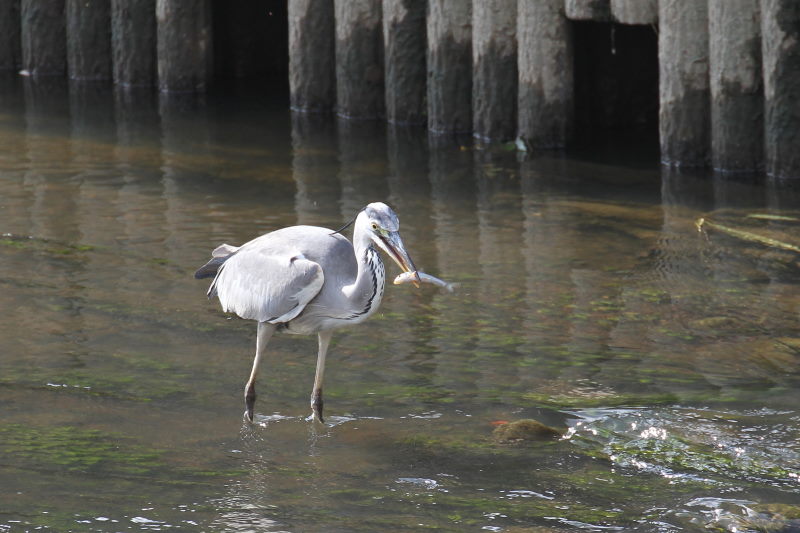 アオサギ （３態-1）　大谷川　八幡市　2015/11/21　Photo by Manda