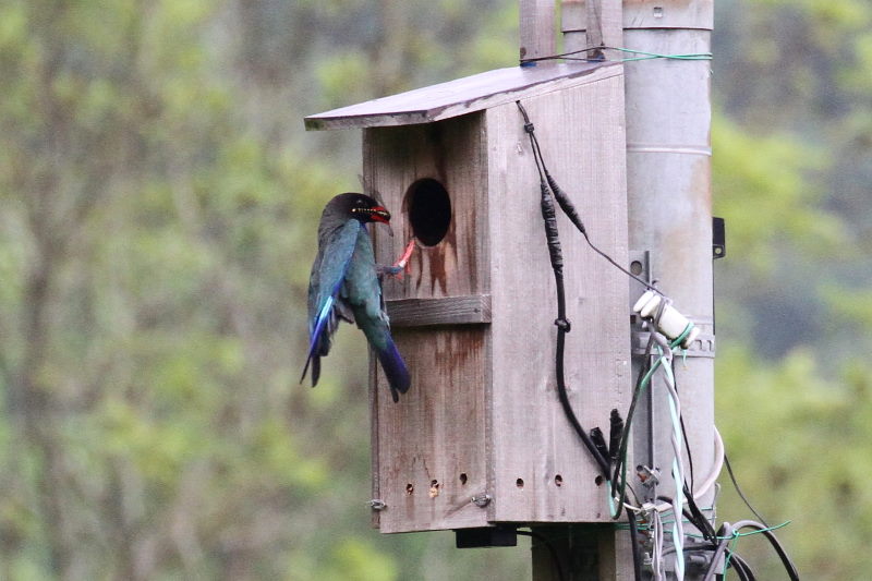 ブッポウソウ(８態-4)　岡山県　2016/07/02　Photo by Manda