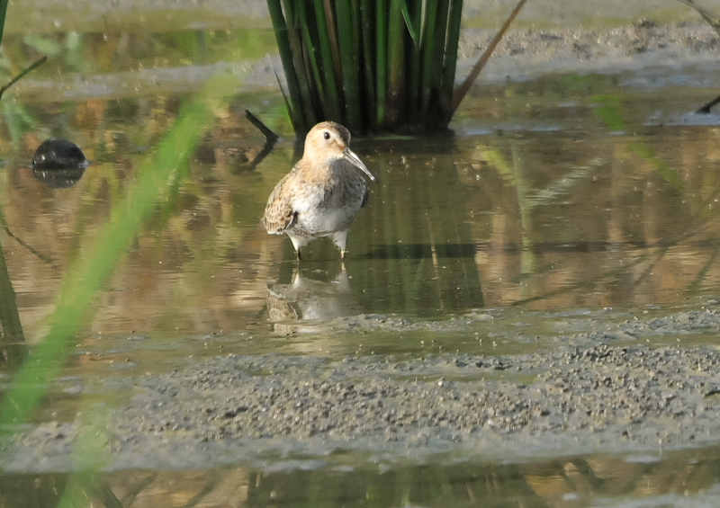 今が旬だよ　内里の野鳥たち （８態-4）　内里　八幡市　2016/09/01-09/06　Photo by Takase