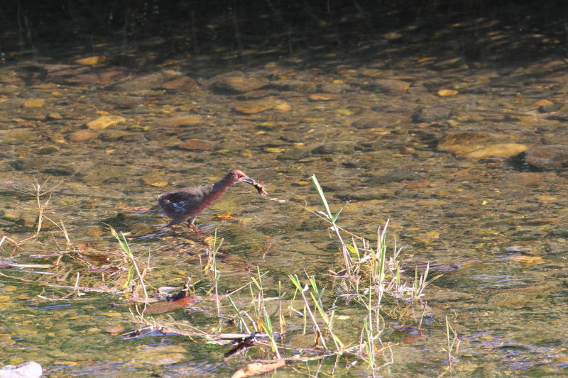 ヒクイナ （７態-4）　2015/10/16　荏原城跡　松山　Photo by Manda
