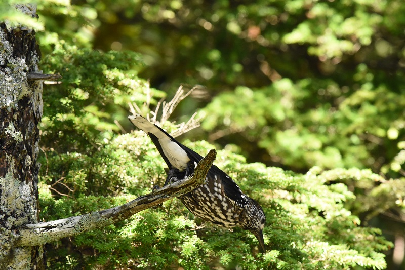 ホシガラス　成鳥　（７態-4）　奥庭　富士山四合目　2017/07/16　Photo by Hyashi