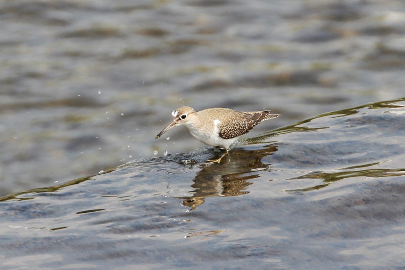イソシギ （８態-4）　荏原城址の野鳥たち　2015/09/27　荏原城跡　松山　Photo by Manda