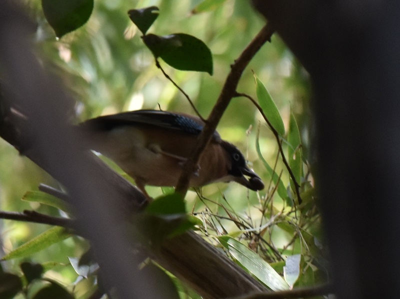  カケス（４態-4）　男山　八幡市　2017/01/17　Photo by Hyashi　（写真提供：　林）