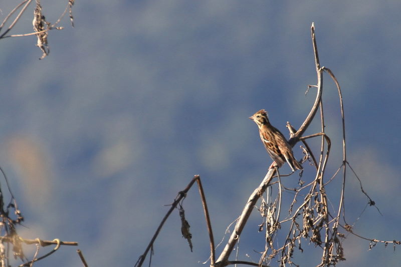 カシラダカ　（２態-1）　2015/11/04　木津川　八幡市　Photo by Manda