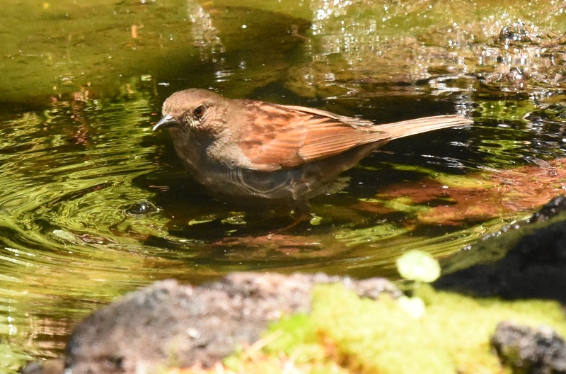 カヤクグリ （６態-4）　夏羽　奥庭　富士山四合目　2016/07/16　Photo by Hyashi