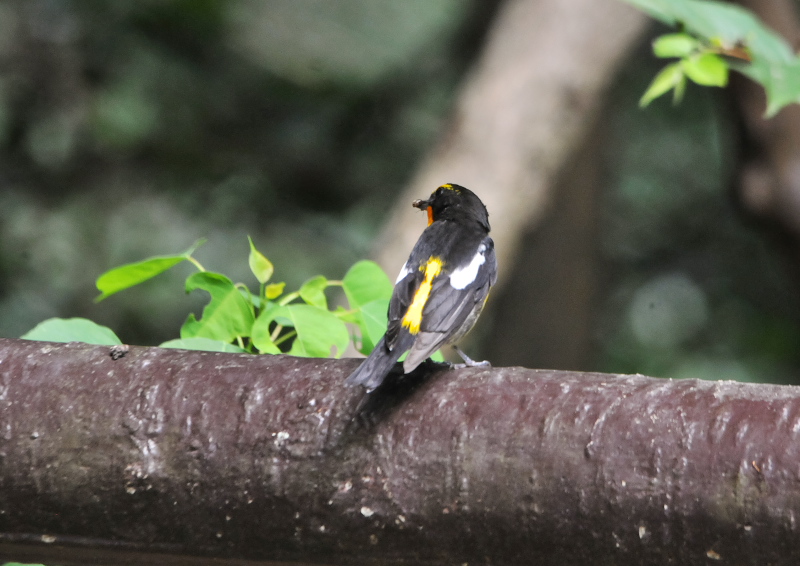 キビタキ成鳥 （２態-2）　男山　八幡市　2016/07/07/18-07/23　Photo by Takase