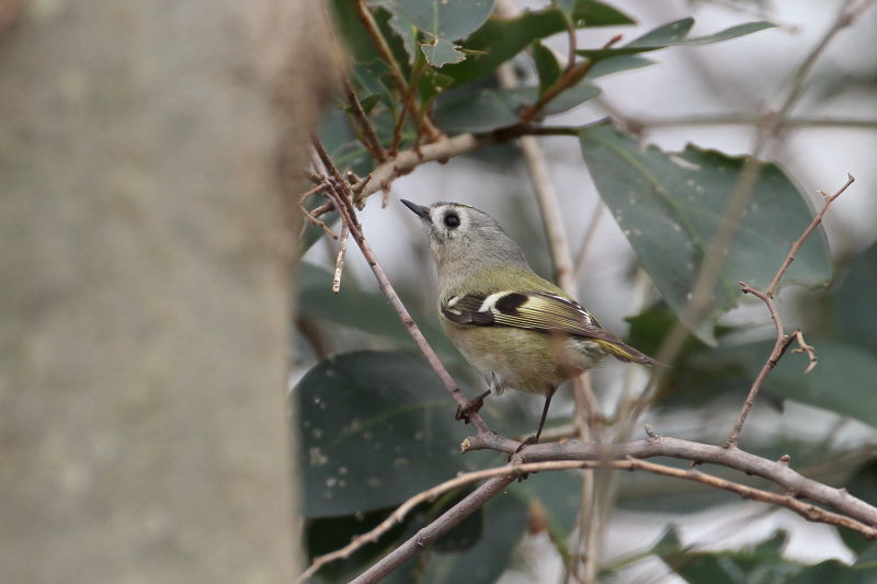キクイタダキ （３態-1）　淀川左岸　枚方市　2016/02/13　Photo by Manda