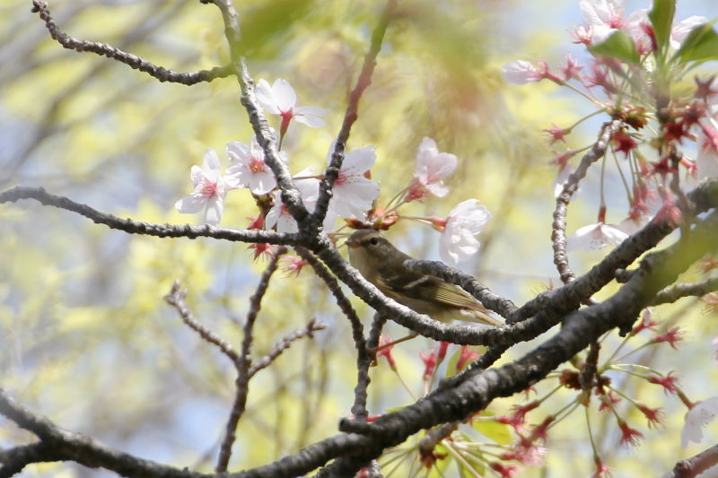 photo4　キマユムシクイ