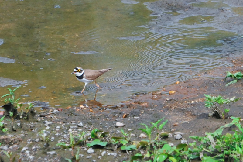 コチドリ （２態-1）　今が旬だよ　大谷川の野鳥たちⅡ　大谷川　八幡市　2015/05/07　Photo by Takase
