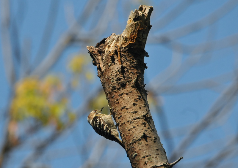 photo4　さくら公園の野鳥たち　八幡市　2016/04/19-04/30　Photo by Takase