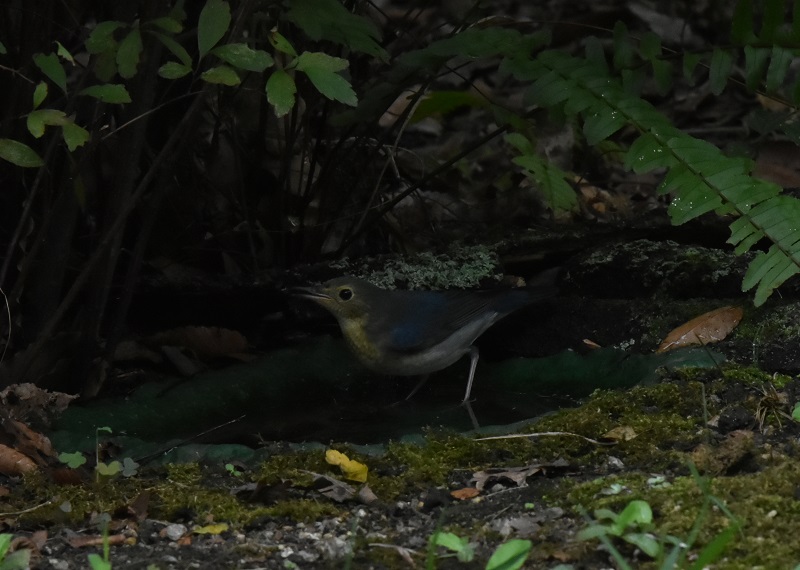 コルリ （４態-4）　コルリ若　大阪城　大阪市　2016/09/14　Photo by Hayashi