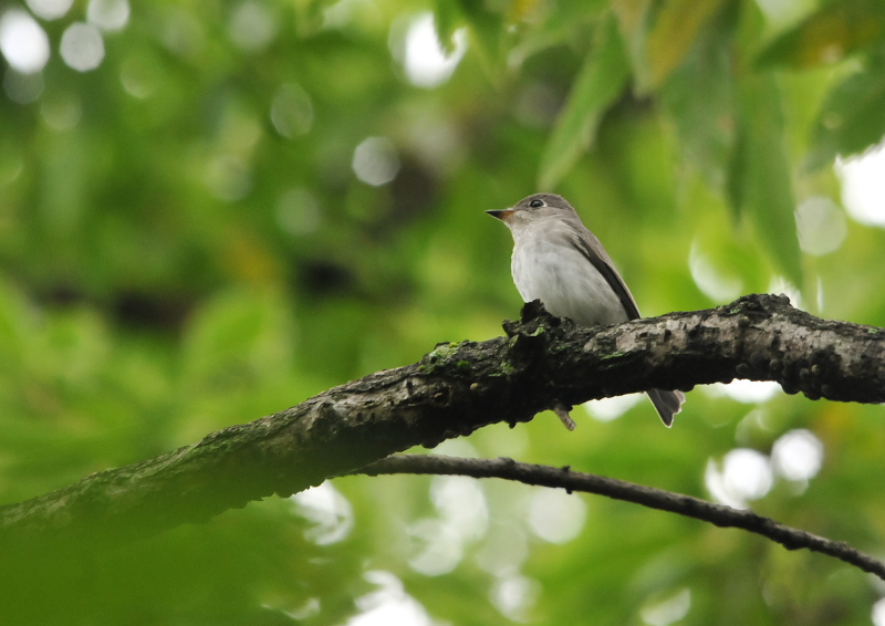 男山の野鳥たち （１０態-4）　男山　八幡市　2016/07/29 - 09/19　Photo by Takase