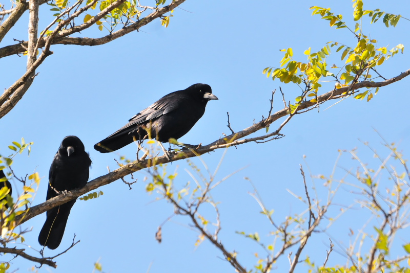 ミヤマガラス　内里　八幡市　2015/11/05　Photo by Takase