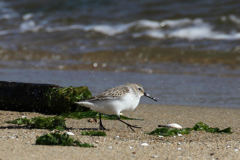 ミユビシギ　成鳥　冬羽　（２態-2）　雲出川　三重県　2016/11/09　Photo by Manda　（コメント＆写真提供：　萬田）