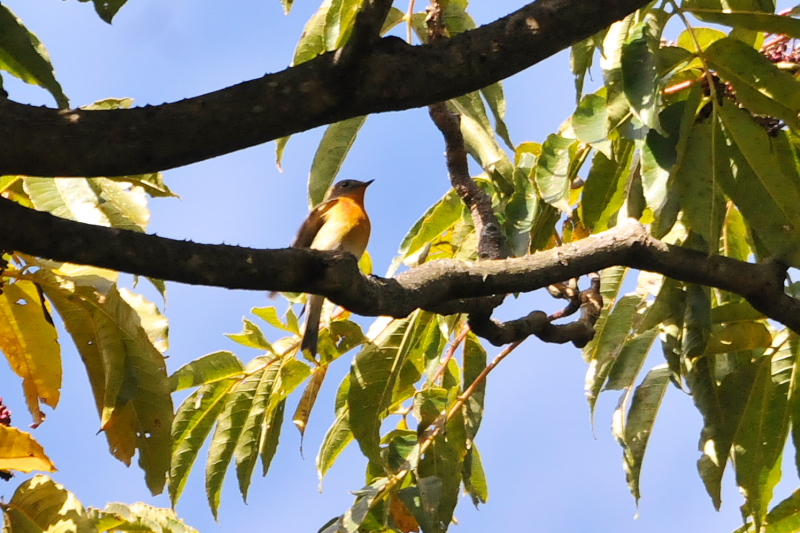 ムギマキ （２態-2）　くろんど池　交野市　2015/10/26　Photo by Takase