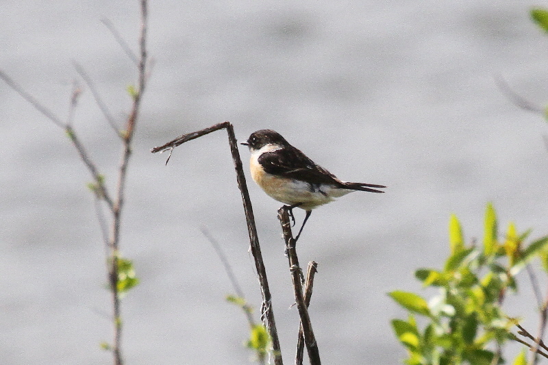 ノビタキ(10態-4) 防賀川(八幡市)&枚方左岸(枚方市) 2019/04/07-16 Photo by Manda (写真提供: 萬田) ノビタキ(10態-4) 防賀川(八幡市)&枚方左岸(枚方市) 2019/04/07-16 Photo by Manda (写真提供: 萬田)
