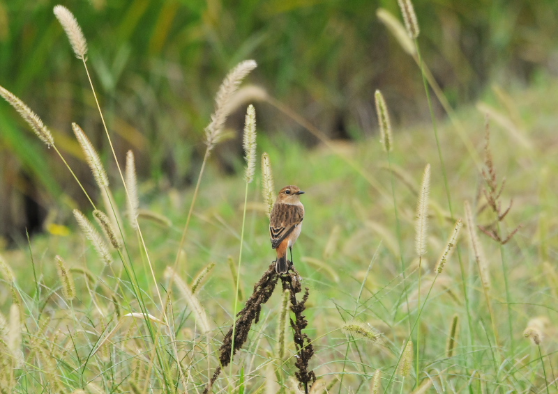 今が旬だよ　大谷川のノビタキたち （４態-2）　八幡市　2016/10/02　Photo by Takase