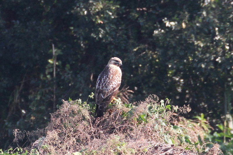 11月 出会った八幡の猛禽類（９態-4）　八幡市　2016/11/04-11/18　Photo by Manda　（写真提供：　萬田悠二）