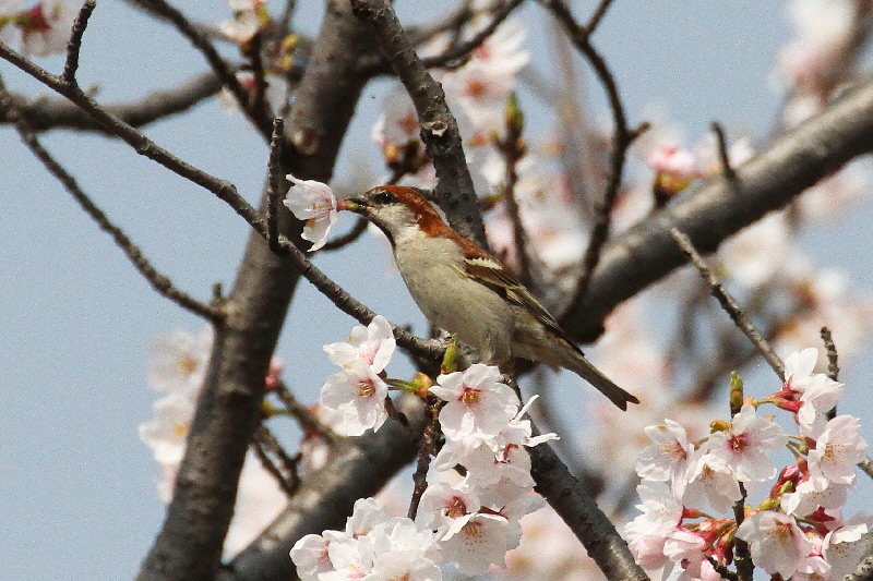 2019年桜と野鳥(7態-4) さくら公園(八幡市)&大谷川(八幡市) 2019/04/07-16 Photo by Manda  (写真提供: 萬田) 2019年桜と野鳥(7態-4) さくら公園(八幡市)&大谷川(八幡市) 2019/04/07-16 Photo by Manda  (写真提供: 萬田)