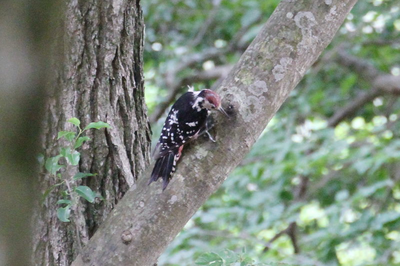 IIAJQ   iR-1j@؂̐X@ꌧ@2016/07/21@ Photo by Manda