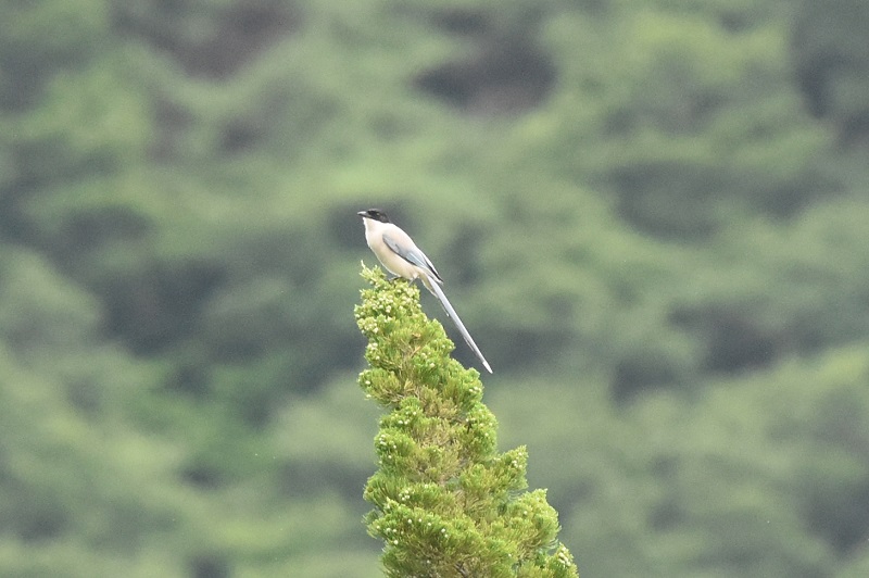 IiK iU-4j@Ζ쒹̐X@R@2016/07/15@Photo by hayashi