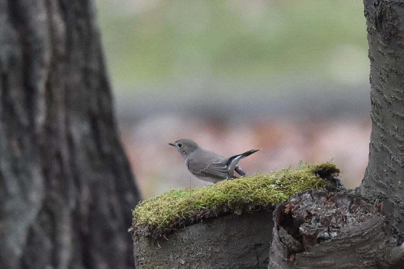 大泉緑地公園の野鳥たち（１０態-4）　大泉緑地公園　堺市　大阪府　2016/12/28　Photo by Hyashi　（写真提供：　林）