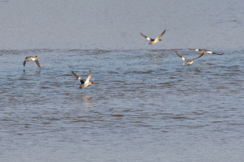 カワアイサ （４態-3）　三川橋本　八幡市　2015/11/16　Photo by Takase