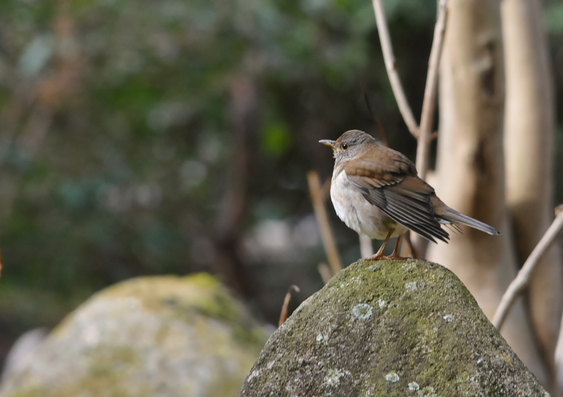 男山の鳥たち（１２態-4）　男山　八幡市　2018/01/27 - 02/28　Photo by Takase　（写真提供：　高瀬）