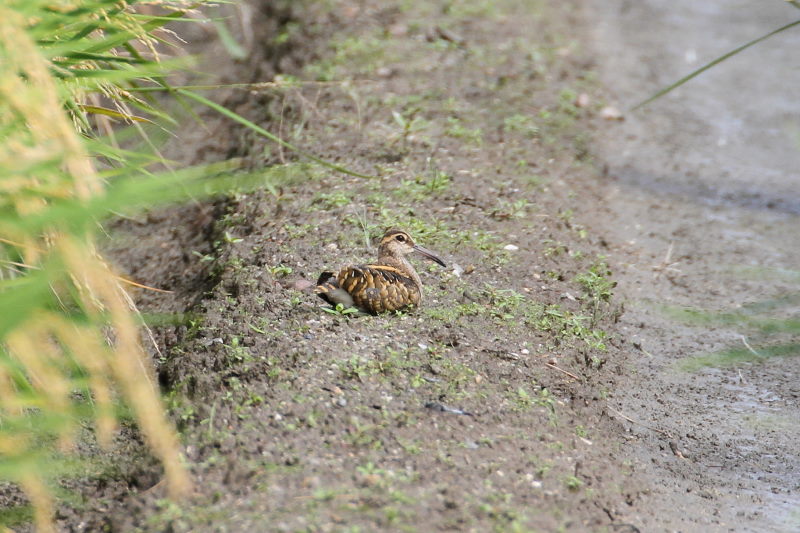 今が旬だよ　タマシギ （６態-1）　内里　八幡市　2016/10/02　Photo by Manda