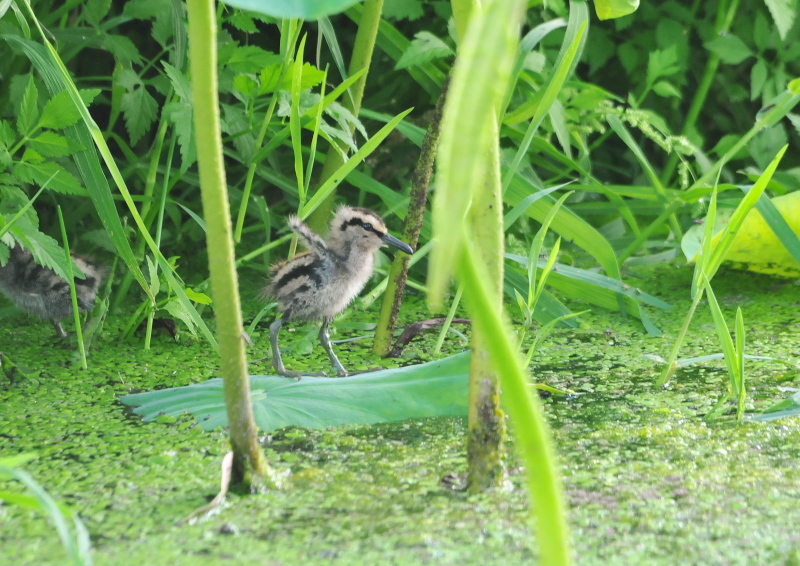 タマシギ親子　枚方市　2016/06/13　Photo by Takase