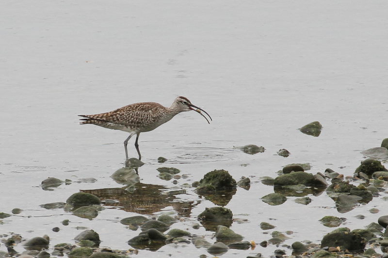 チュウシャクシギ （３態-2）　 観音寺の近く　2016/04/24　Photo by Manda