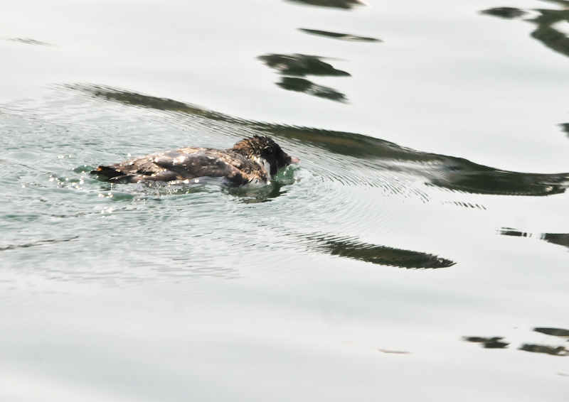 ウミスズメ　成鳥　（４態-4）　兵庫県　2016/07/14　Photo by Takase