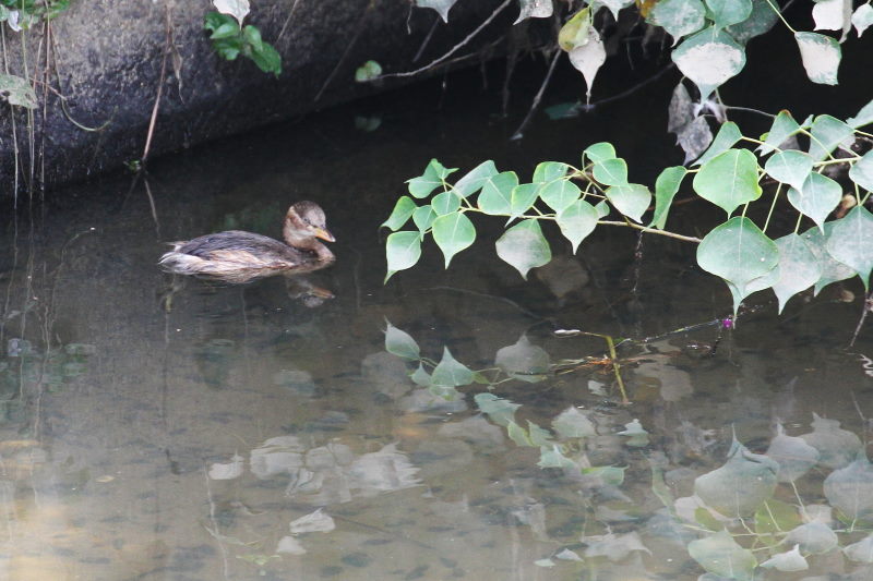 photo4　カイツブリ　2015/09/18　　photo by manda