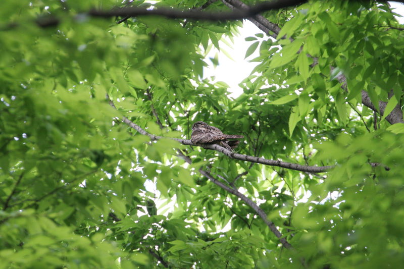 ヨタカ(3態-1) 大阪城 2016/05/01 Photo by Manda ヨタカ(3態-1) 大阪城 2016/05/01 Photo by Manda