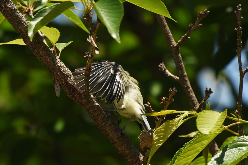 VWEJ iT-4j@c@Љف@s@2016/05/13@ Photo by Hyashi