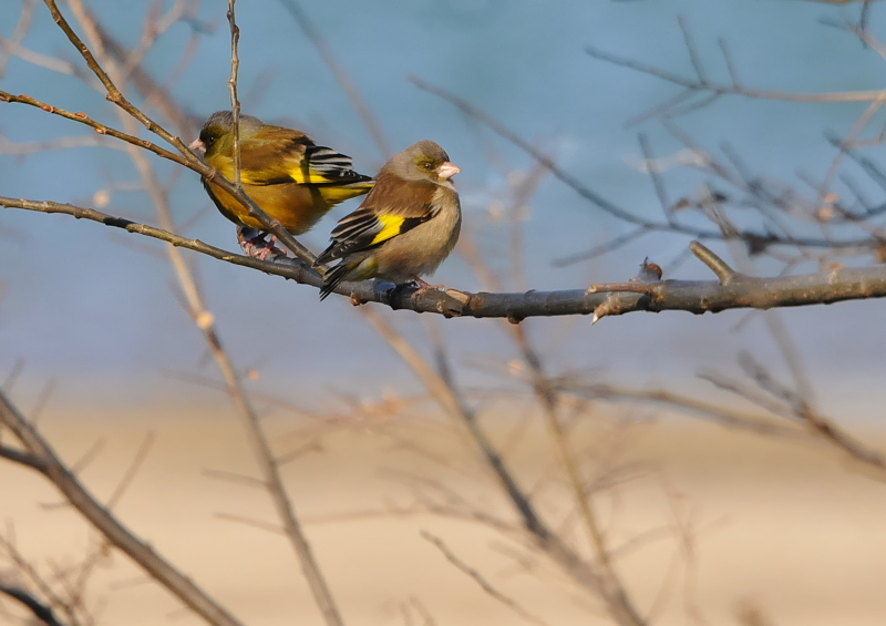 淀川左岸の鳥たち（１０態-4）　淀川左岸　枚方市　2018/01/24-30　Photo by Takase　（写真提供：　高瀬）