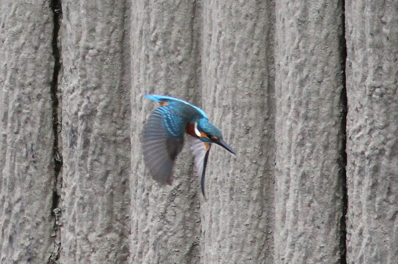 カワセミ（１１態-4）　大谷川　八幡市　2017/11/21　Photo by Manda