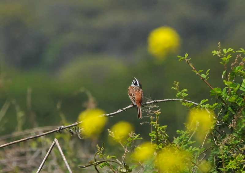 ホオジロ　木津川左岸　八幡市　2018/04/16　Photo by Takase