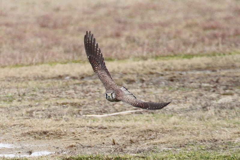 チョウゲンボウ（３態-3）　木津川　八幡市　2017/12/30-2018/01/15　Photo by Manda　（写真提供：　萬田）