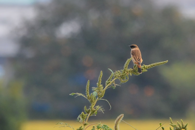 ノビタキ （１２態-5）　大谷川　八幡市　2015/10/07 - 2015/10/16　Photo by Takase