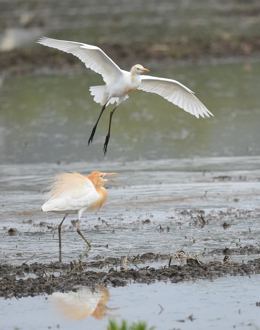アマサギ　（４態-4）　戸津　八幡市　2016/06/11　Photo by Hayashi