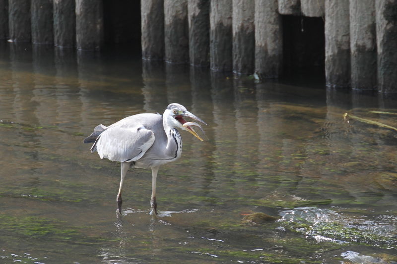 アオサギ （３態-2）　大谷川　八幡市　2015/11/21　Photo by Manda