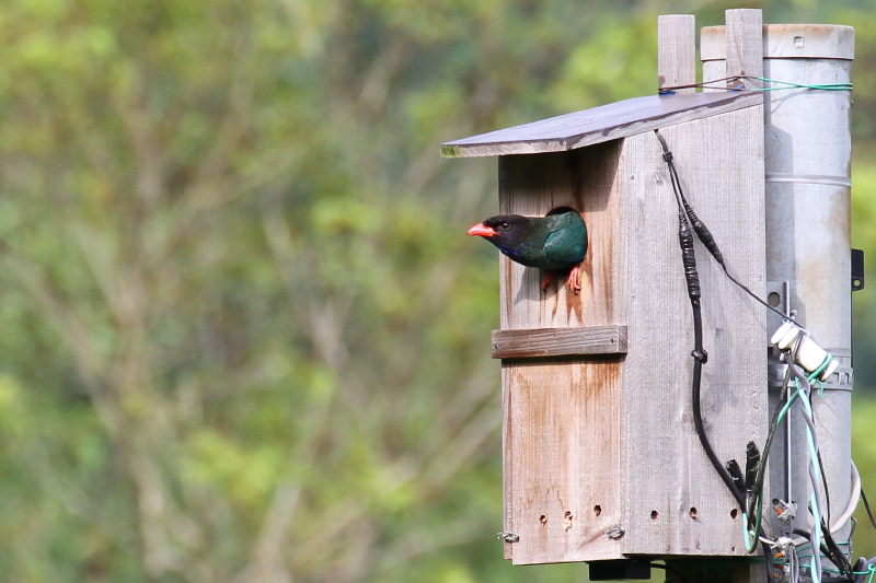 ブッポウソウ(８態-5)　岡山県　2016/07/02　Photo by Manda