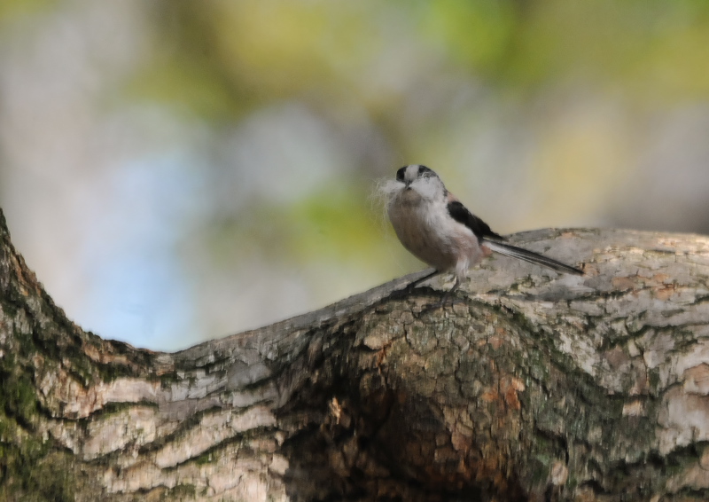 photo5　さくら公園の野鳥たち　八幡市　2016/04/19-04/30　Photo by Takase