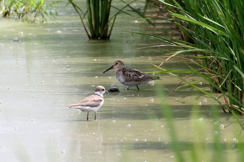 今が旬だよ ハマシギ&コチドリ (4態-1) 内里 八幡市 2016/09/06 Photo by Manda 今が旬だよ ハマシギ&コチドリ (4態-1) 内里 八幡市 2016/09/06 Photo by Manda