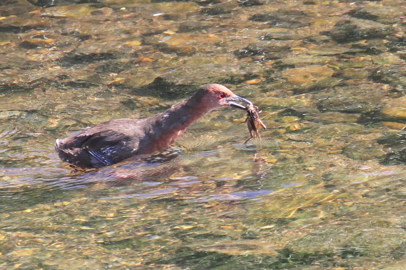 ヒクイナ （７態-5）　2015/10/16　荏原城跡　松山　Photo by Manda